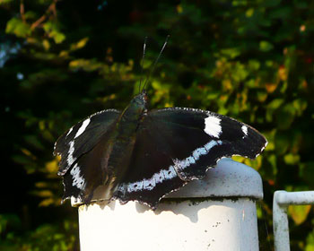 �ߏ��ł͒����������^�e�n