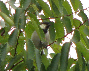 �X���I���ɏ������q���H