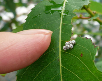 �������������Ⴂ