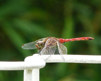 ���̍�ɂ͂����Ȃɂ�����