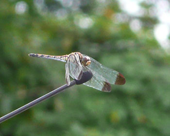 �Ԃ̃A���e�i���D��