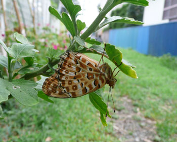 �������蕁�ʂɂȂ����c�}�O���q���E����