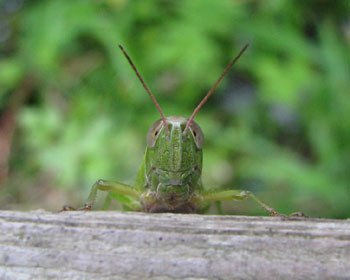 �̂����Ă�