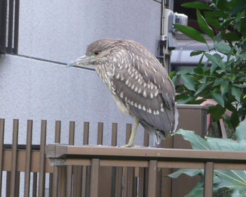 ���񂺂񓦂��Ȃ�