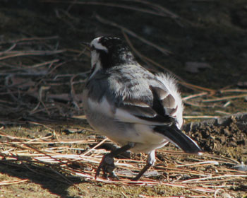 �D�_���ۂ��n�N�Z�L���C