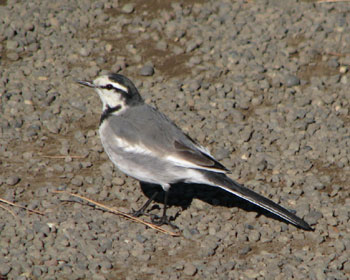 �r��������