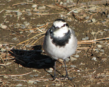 �Ȃ��������Ȃ�