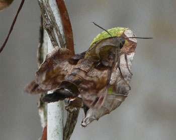 �z�V�z�E�W���N�ł����H