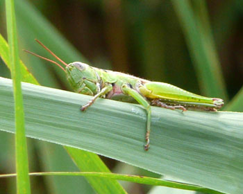 �N�X����C�i�S