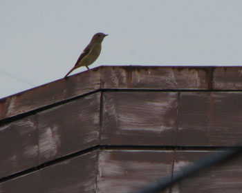 �P�P���U���A���̃W���r�q������