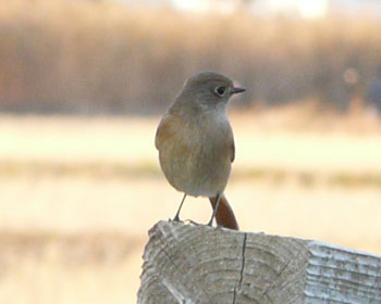 ���������Ă������������ł�