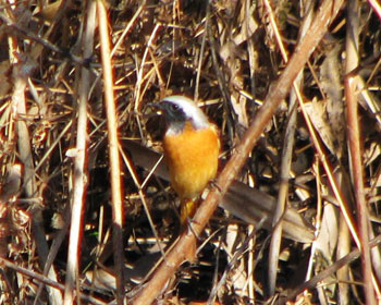 ����������炷�W���r��