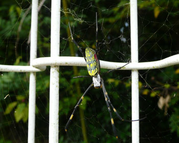 ���̓W�����E�O�����D��