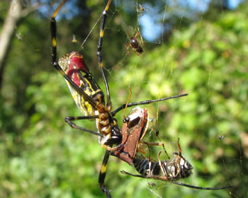 �J�����V�ƃn�`��H��