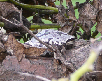 �������ĂȂ�����