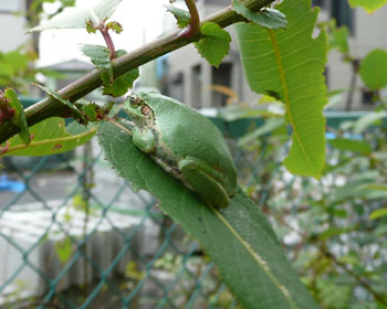 �P�O���R�O���A���N�Ō�̃A�}�K�G��