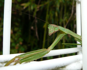 ���̓J�}�L�����D��