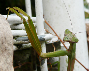 �����J�����ڐ��Ńj�b�R��