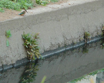 �ߏ��̃h�u�p���ɂ̓J���Z�~���Z��ł���