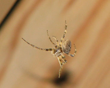 �V�䂩��c�[�c�[�~��Ă��đގ����ꂽ�C�̓łȃN��