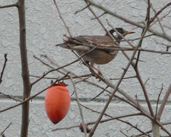 ���̉Ƃɂ̓��N�h�����ʂ��l�߂Ă���