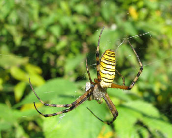 �Ȃ񂩐H�ׂĂ�H