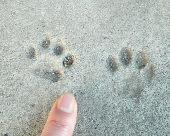 �R���N���[�g�l�߂˂�