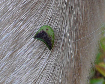 �k�X�r�g�n�M�̎�