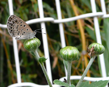 ���ǂ����ۂ��N���ƃV�W�~