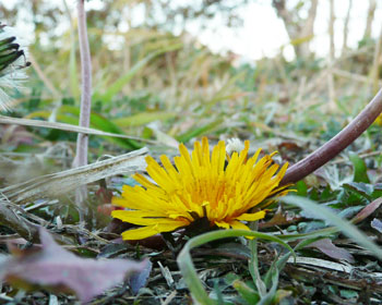 �P�Q�����{�̍��R�^���|�|