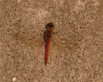 �P�P���Q�T���A���N�Ō�̃g���{