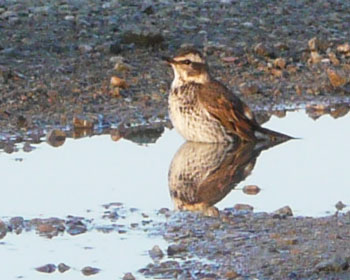 ���C�c�O�~