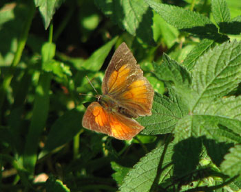 �E���M���V�W�~�͏H���H