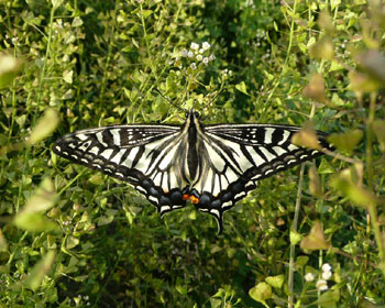 �S�����߂̏��A�Q�n