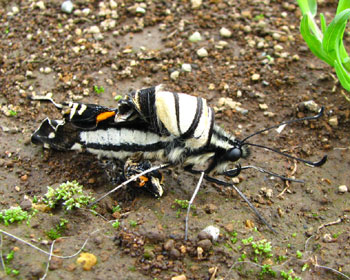 �����̎q�͉H���Ɏ��s�����炵��