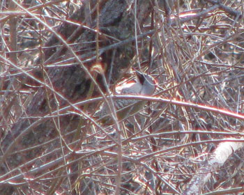 �O����ɖ؂����A�I�Q��