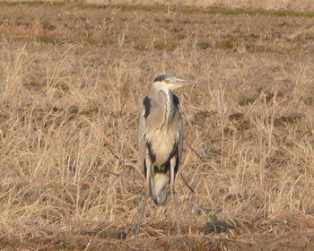 �傫���̂ɈӊO�ɖڗ����Ȃ��A�I�T�M