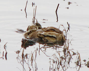 �R�����߂̃q�L�K�G������