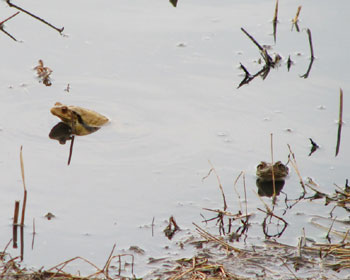 �v���ɂӂ���