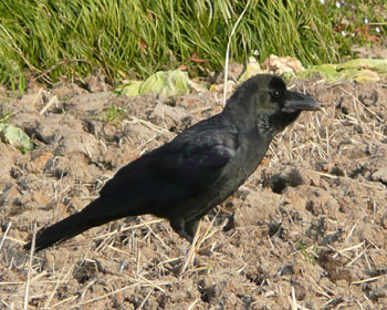 �A�ɂ��ٓ����B���u�g�����