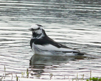 ���C�łڂ���n�N�Z�L���C