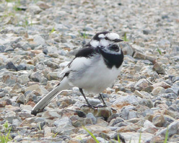 �������肳���ς�