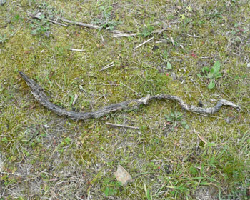 �}���Ǝv������V�}�w�r�̂���̂�����