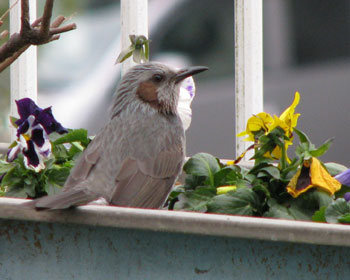 ���F���p���W�[���D���̃q���h��