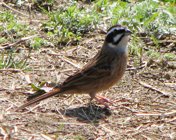 �@�̉���L�΂��Ă�悤�ȃz�I�W��