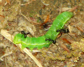 �M���҂͂���������