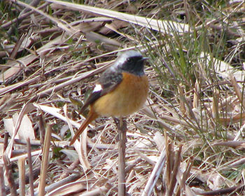 �o�����肪�D���ȃW���r�I