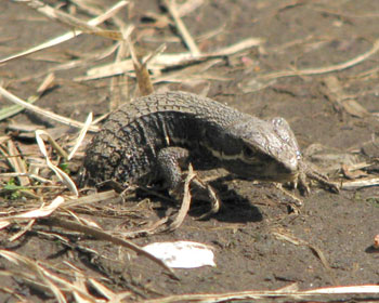 ������㔼�g�����o���J�i�w�r