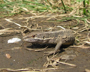 ���̂܂܌ł܂�