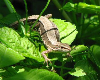 ����������Ȃ���I��